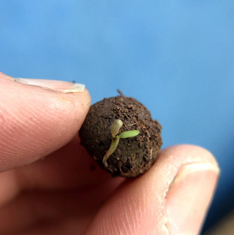 SEEDBALL Wildflower Seed ball Tubes